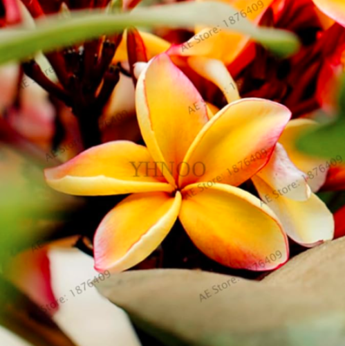 Frangipani Plumeria Rubra Flower Tree Flores Seed Plant Home Garden - (Color: 6)
