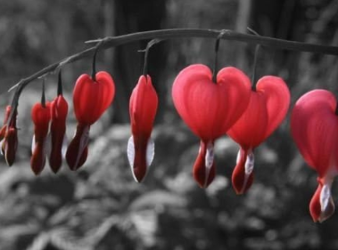 Bleeding Heart Seeds Red Elegance to Any Shade Garden Heirloom