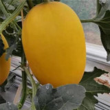 Hongyu Muskmelon Seeds