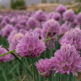 Allium schoenoprasum Seeds