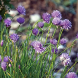 Allium schoenoprasum Seeds