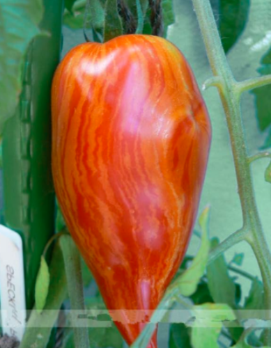 Giant Big Tomato Seeds -San Marzano Tomato, Heirloom Open Pollinated Fruit Vegetable