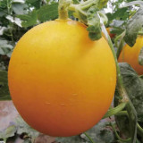 Hongyu Muskmelon Seeds