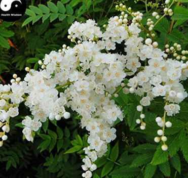 Sorbaria Sorbifolia Tree Semente Plant Sorbaria Sorbifolia for Zhen Zhu Mei