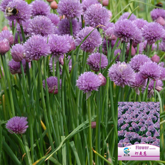 Allium schoenoprasum Seeds