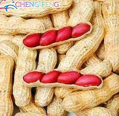 Garden Organic Plants Peanut Planting Seeds