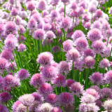 Allium schoenoprasum Seeds