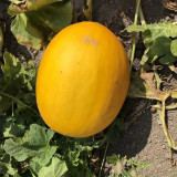 Hongyu Muskmelon Seeds
