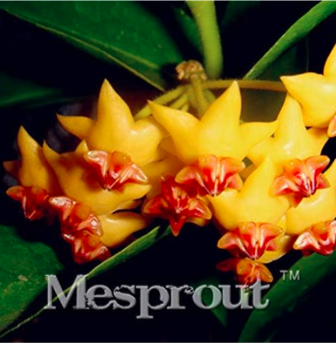 Hoya Kerrii Seed (Hoya Kerrii) Family Seed Gardening Supplies Variety of Flower Seed - (Color: 32)