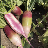 Ice Cream Radish Seeds