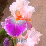 Iris Flower Seeds