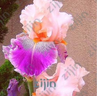 Iris Flower Seeds