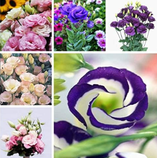 Eustoma Grandiflorum Seed Planta Outdoor Lisianthus Flower