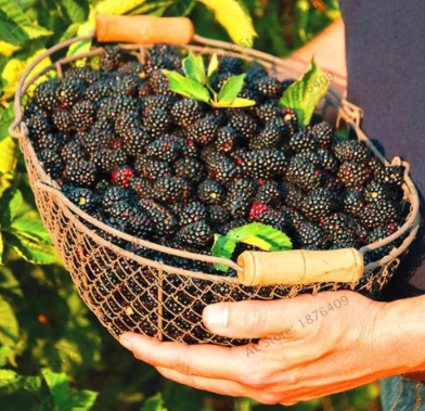 Raspberry Seed Big Black Mulberry Fruit