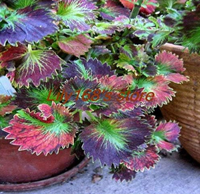 Rare Japanese Seed Coleus Seed Rainbow Dragon