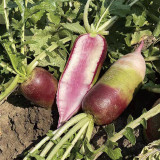 Ice Cream Radish Seeds