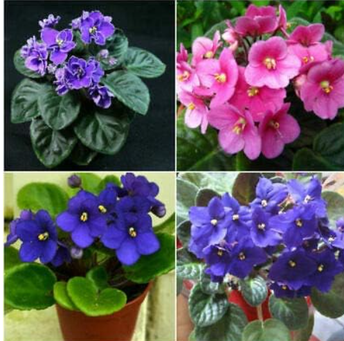 Exotic African Violet Plants Mixed Colors Flower Seed Saintpaulia Ionantha