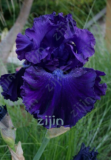 Iris Flower Seeds