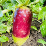 Ice Cream Radish Seeds