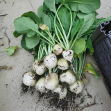 White Cherry Radish Seeds