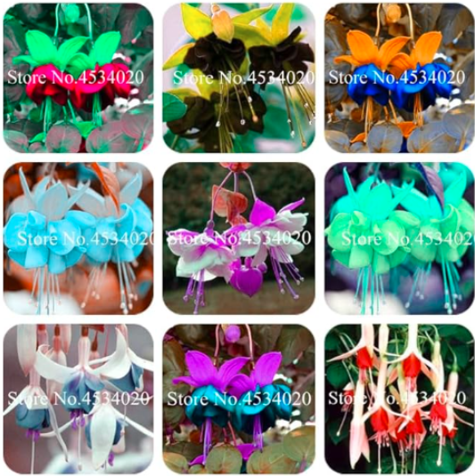 Double Petals Fuchsia Seed, Balcony Flower Fuchsia Flowers (Color: Mixed)