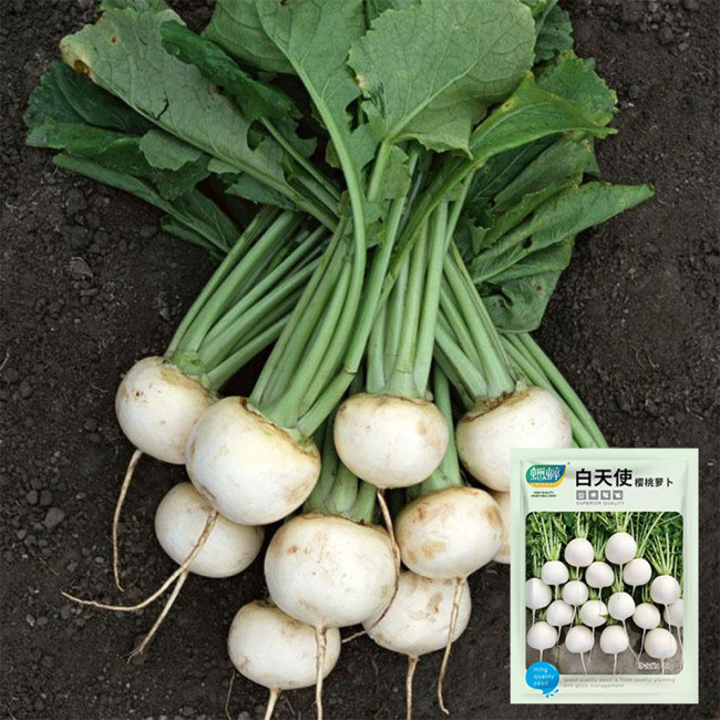 White Cherry Radish Seeds