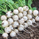 White Cherry Radish Seeds