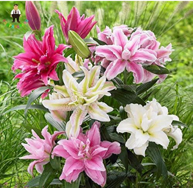 Lily Seed Plants Yellow White Red Pink Purple Lily Flower Seed Garden Plant