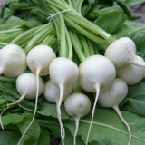 White Cherry Radish Seeds