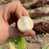 White Cherry Radish Seeds