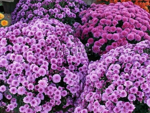 Ground-Cover Chrysanthemum Seeds