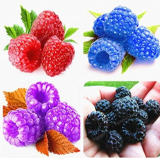 Raspberry Seed Organic Heirloom Fruit Seed Seed