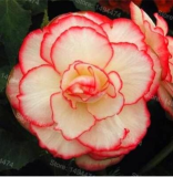 Begonia Flower Plant Beautiful Garden Seed Flower Flores Perennial Malus Spectabilis