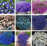 Lobelia Bonsai, Family Garden Indoor Flowers Seed