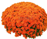 Ground-Cover Chrysanthemum Seeds