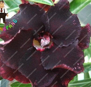 Adenium Plants Exotic Desert Rose Seeds (Color: Burgundy)