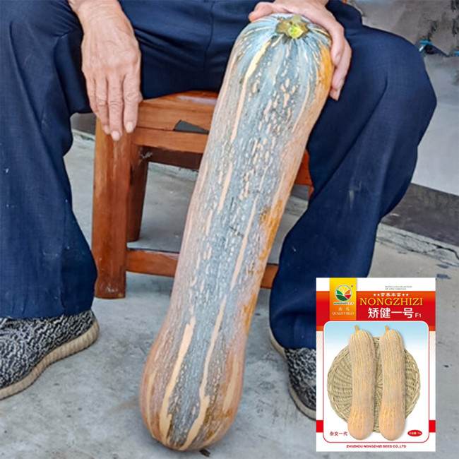 Jiaojian No.1 Pumpkin Seeds