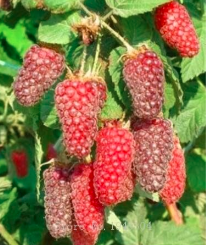 Raspberry fruit plants Scottish Cross Tayberry Raspberry Heirloom - (Color: 5)