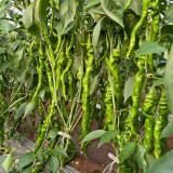 Screw Pepper No.1209 Seeds