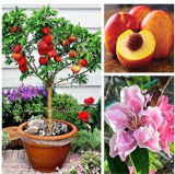 Sweet Peach, Peach Tree, Dwarf Bonanza Peaches, Seed Fruit for Home Garden Plants