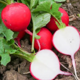 Cherry Radish Seeds