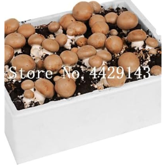 Mushroom Seed Organic Funny Succlent Plant Edible Health Seed Vegetables Seed for Happy Farm