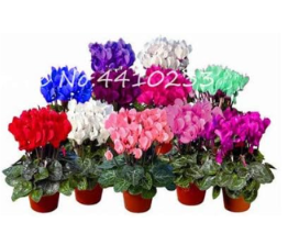 Cyclamen Seed Mixed Indoor Potted Flower