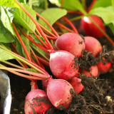 Cherry Radish Seeds