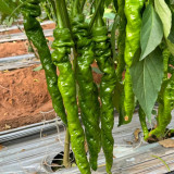 Screw Pepper No.1209 Seeds