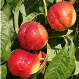 Sweet Peach Seed China Nectarine Planta Outdoor Tree Potted Dwarf