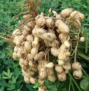 Red Peanut Planting Seed Organic Rare Heirloom Plants