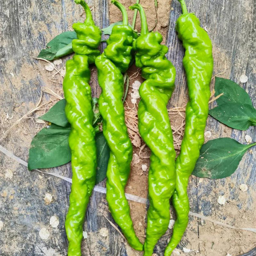 Screw Pepper No.1209 Seeds