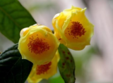 Climbing Common Camellia Seed Camellia Japonica Flower