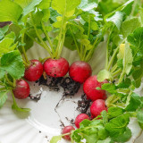 Cherry Radish Seeds